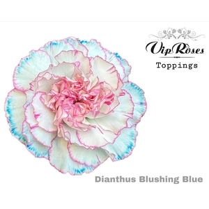 Dianthus st paint blushing blue