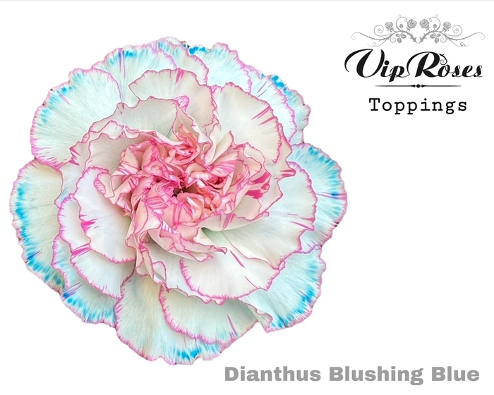 Dianthus st paint blushing blue