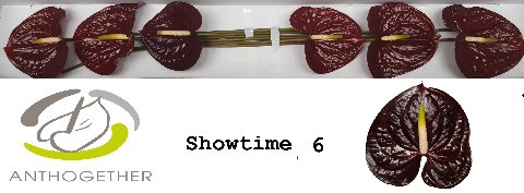 <h4>ANTH A SHOWTIME 6</h4>