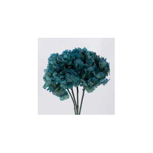 Hydrangea / Hortensia Blue Natural HRT/0610