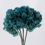 Hydrangea / Hortensia Blue Natural HRT/0610
