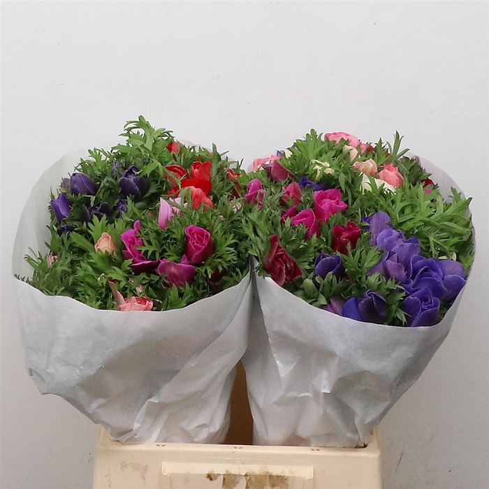 <h4>Anemone mix in bucket</h4>