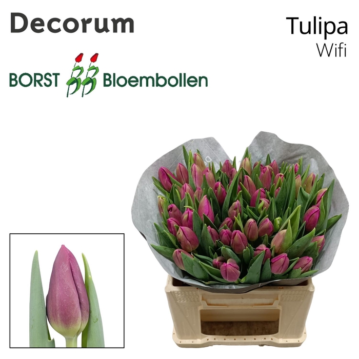 <h4>Tulipa si wifi</h4>
