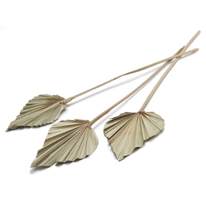 DRIED FLOWERS - PALM SPEAR NATURAL 10PCS