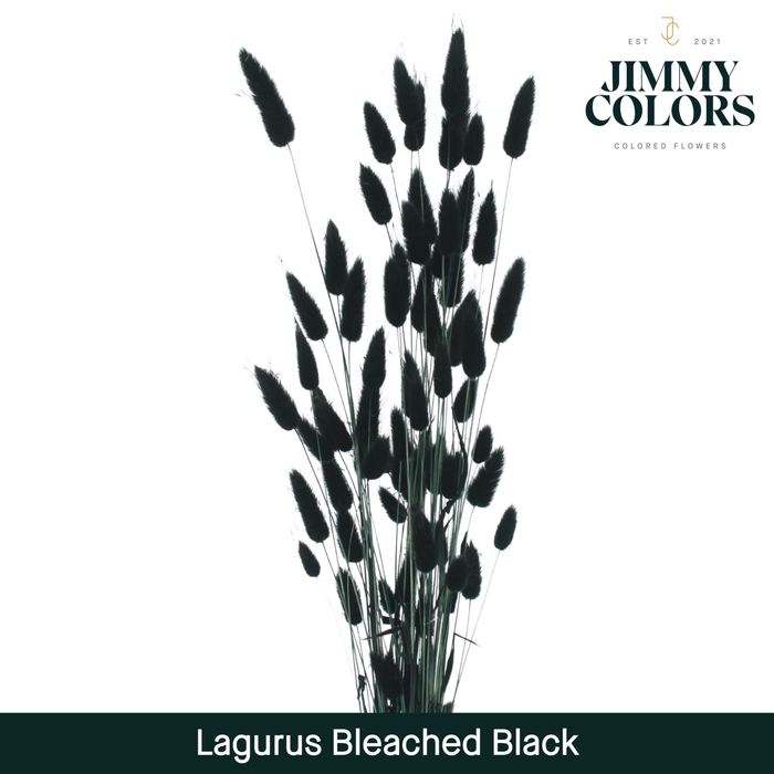<h4>Lagurus bleached Black</h4>