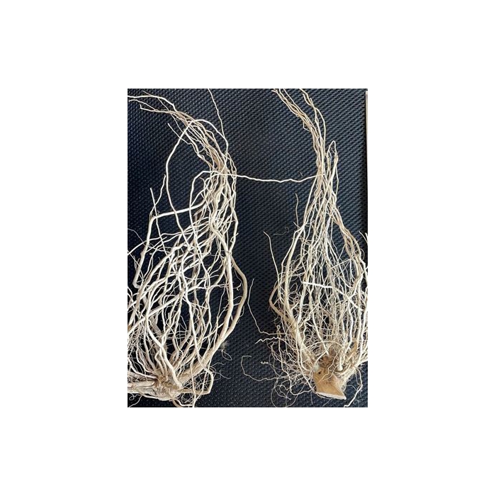 <h4>Solanum Root 400g L22W6H6</h4>