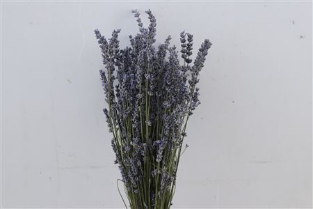 <h4>Dried Lavendel Super Blue 100gram Bunch</h4>