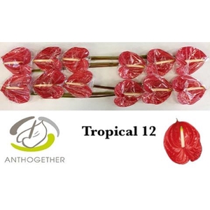 Anth Tropical