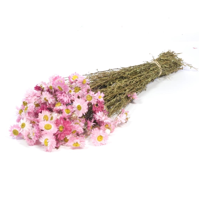 <h4>DRIED FLOWERS - ACROCLINIUM NATURAL PINK</h4>