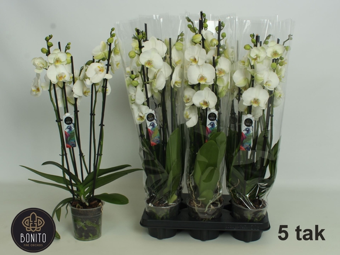 <h4>Phalaenopsis Anthura Nottingham</h4>