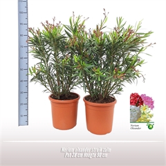 <h4>Nerium oleander struik zalm</h4>