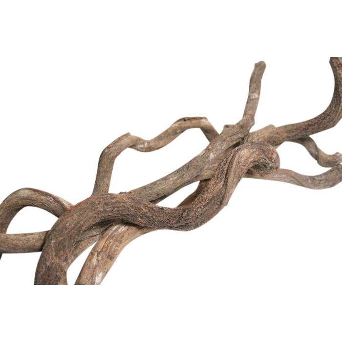 <h4>Branch  Curly L200</h4>