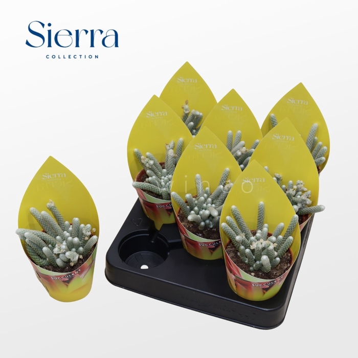 <h4>Avonia Papyracea (Sierra) Sierra Collection</h4>