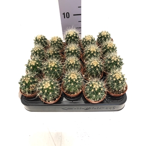 Echinocactus Grusonii 5,5Ø 5cm