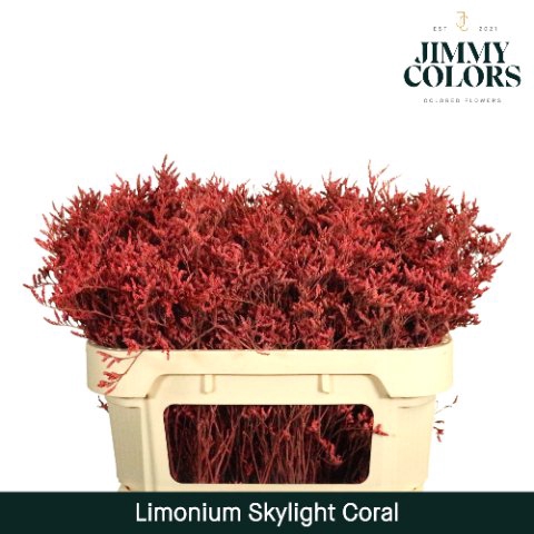 <h4>Limonium skylight paint coral</h4>