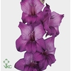 Glad Gr Purple Flora