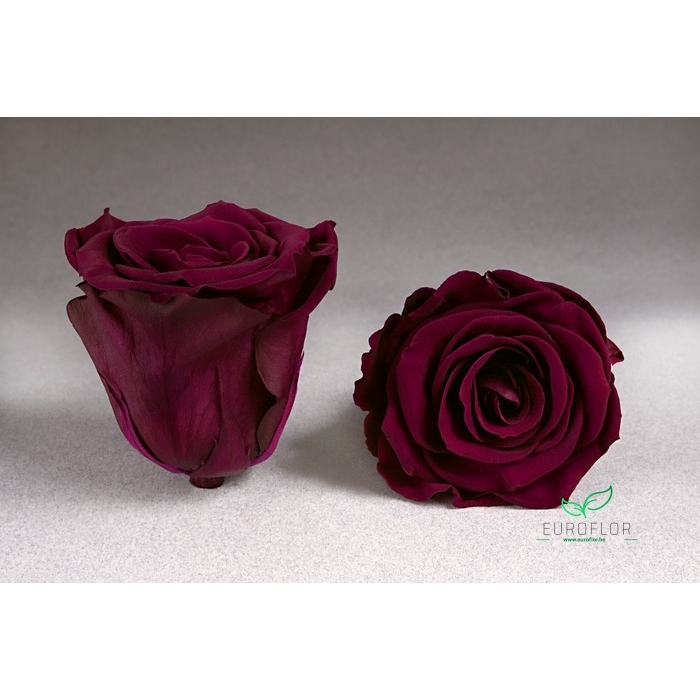 <h4>PRESERVED ROSES XL PIN-02</h4>