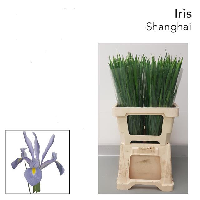 <h4>Iris Shanghai</h4>