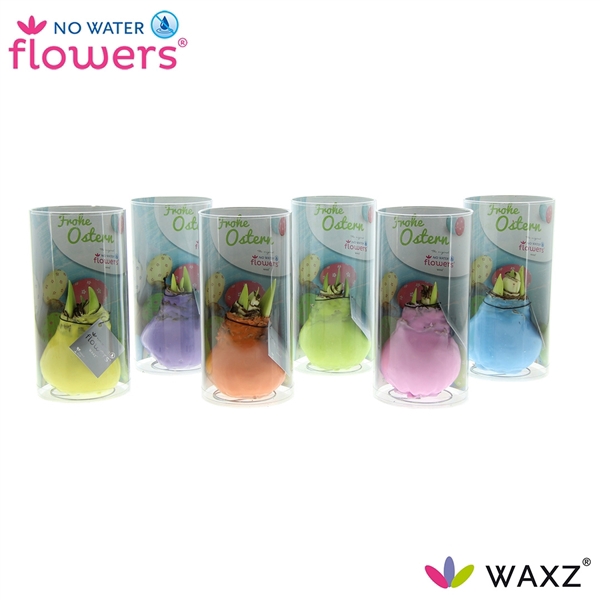 No Water Flowers Waxz® Pastel Mix in koker