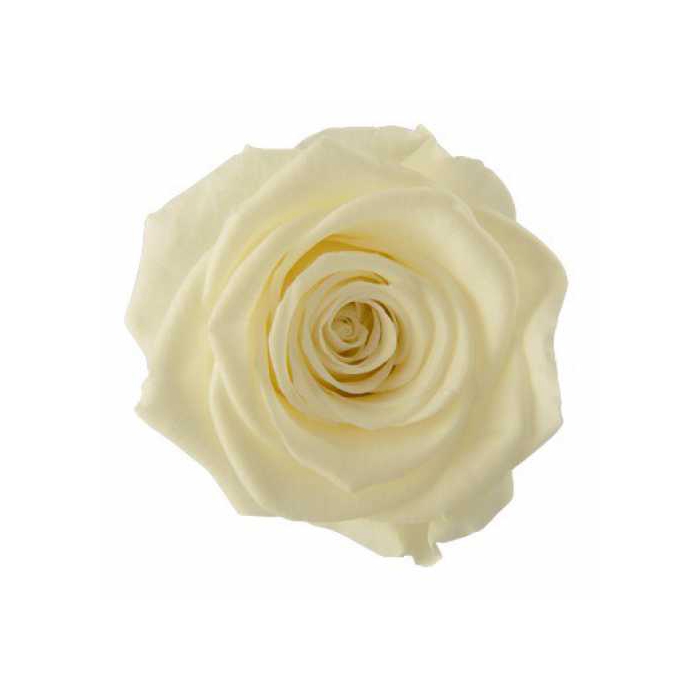 <h4>Rose Monalisa Pastel Yellow</h4>