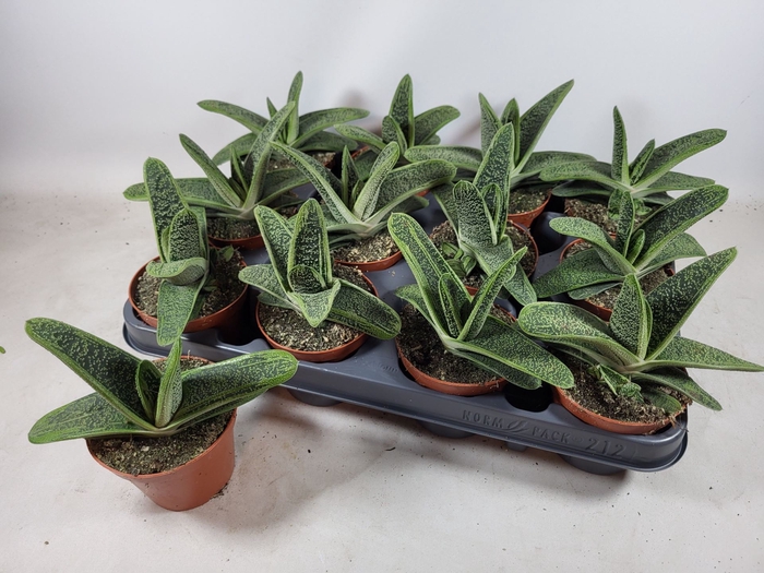 <h4>Gasteria Little Warty</h4>