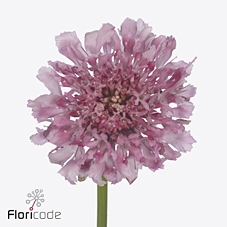 <h4>Scabiosa focal scoop popsicle</h4>