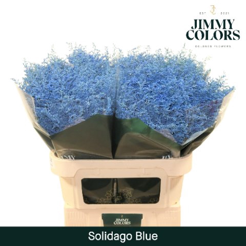 <h4>Solidago paint blue</h4>