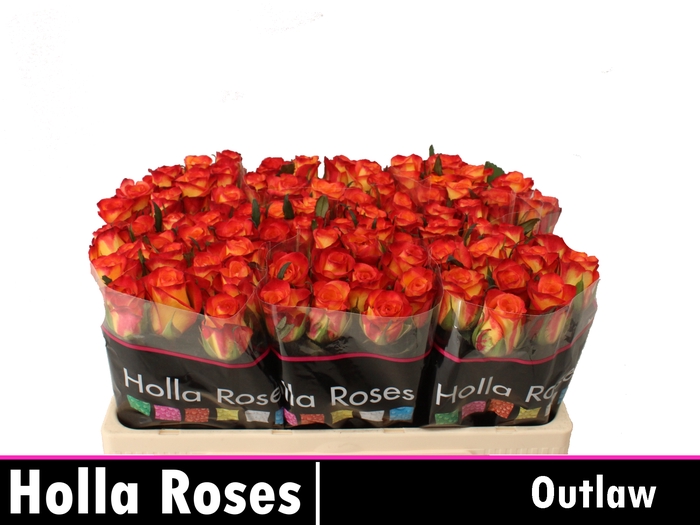 <h4>Rosa la outlaw</h4>