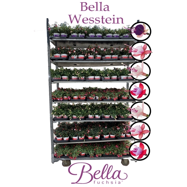 <h4>Bella Fuchsia Mixkar Hang (Kleur per laag)</h4>