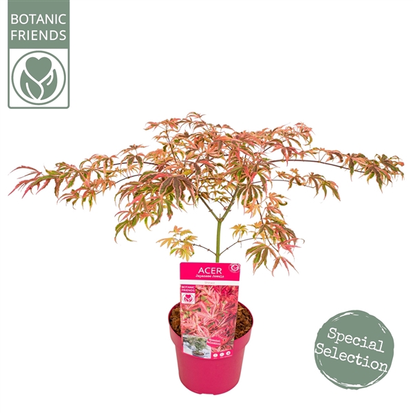 <h4>Acer palm. 'Shirazz'</h4>