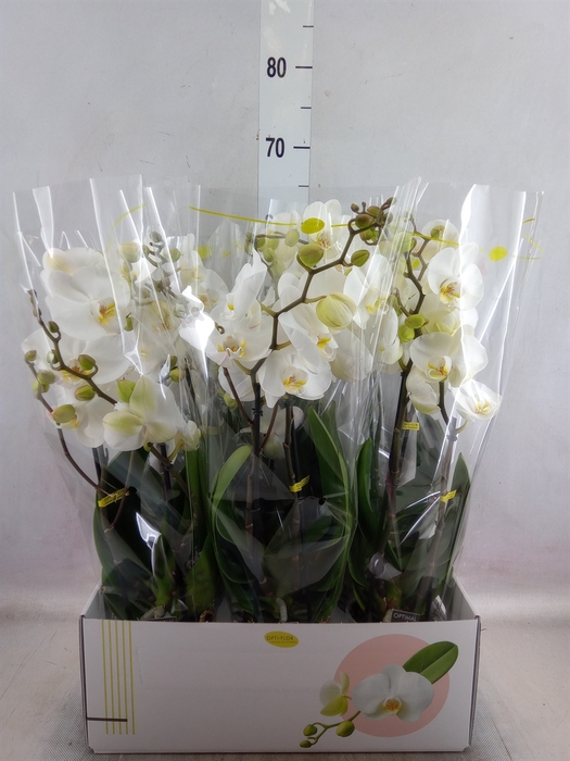 <h4>Phalaenopsis   ...white</h4>
