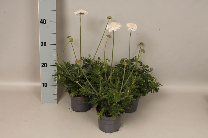 <h4>vaste planten 12 cm  Scabiosa White</h4>