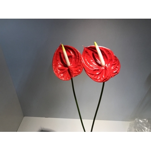 Anthurium Red Xsmall
