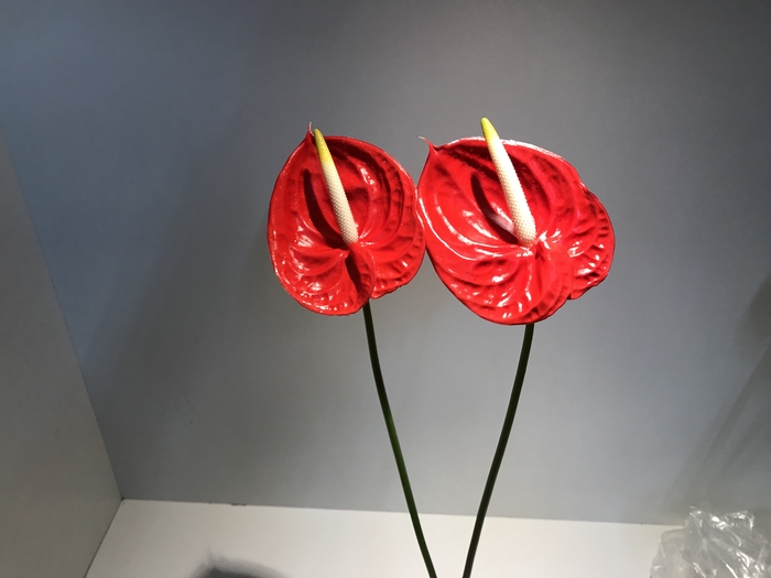 Anthurium Red Xsmall