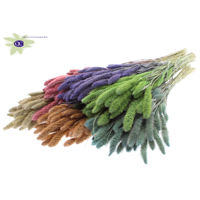 <h4>Setaria per bunch Mixed colours Frosted</h4>