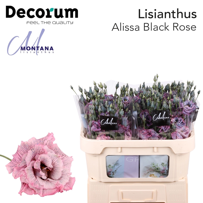 <h4>Lisianthus Dye Alissa black rose</h4>