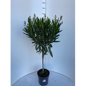 Nerium oleander struik rood