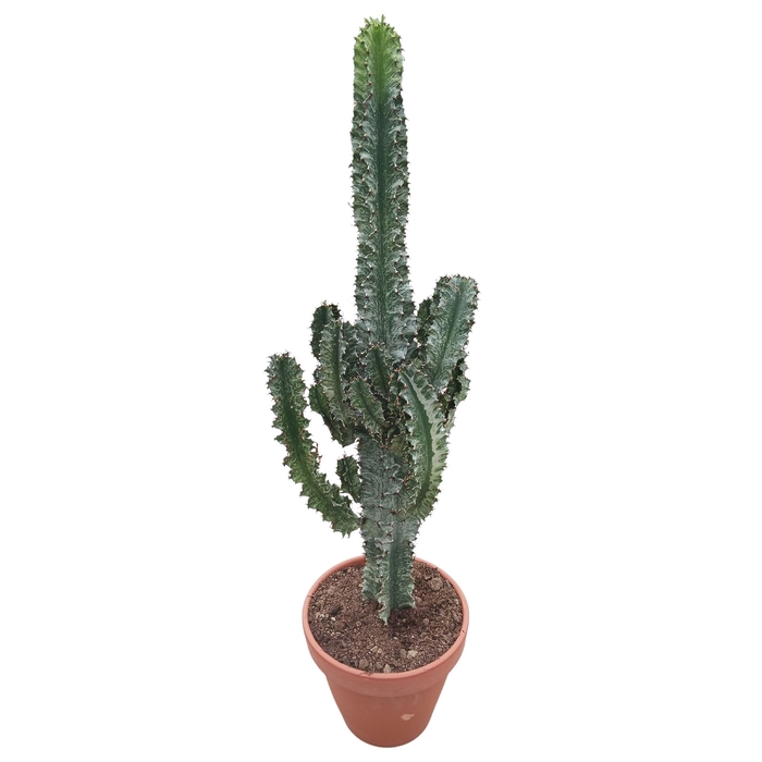 <h4>Euphorbia abyssinica</h4>
