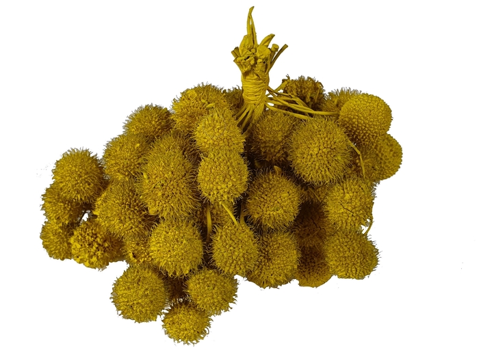 <h4>Small ball per bunch in poly yellow</h4>