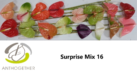 <h4>ANTH A Surprise Mix 16</h4>