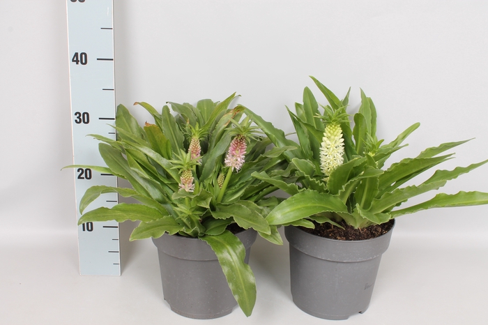 vaste planten 19 cm  Eucomis Diverse