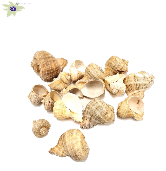 Shell Chiratti 1kg in poly