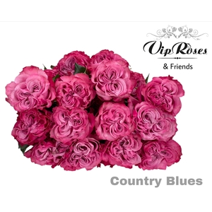 Rosa la country spirit blues