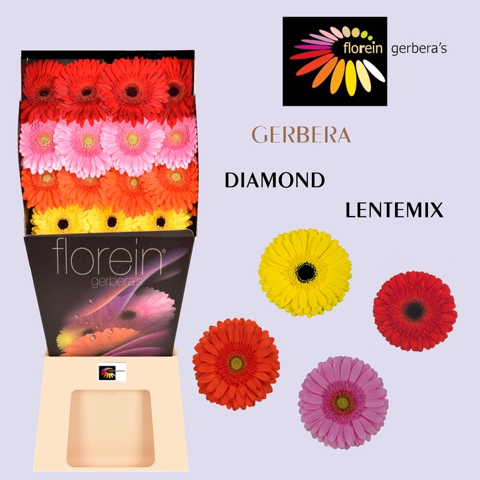 <h4>GE GR MIX Diamond Lente Mix 45</h4>