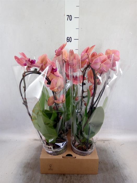 <h4>Phalaenopsis  'Elegant Cascade'</h4>