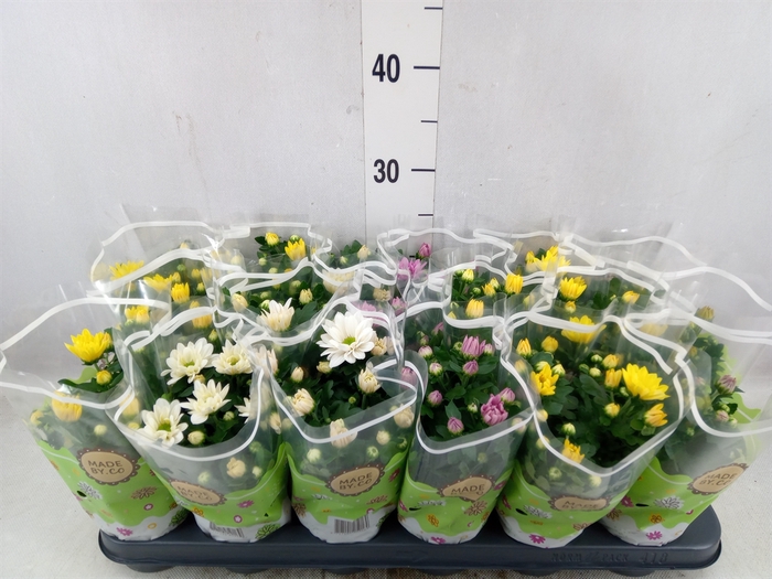 <h4>Chrysanthemum   ..mix 5</h4>