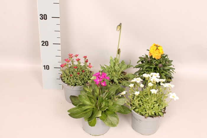 vaste planten 12 cm Divers