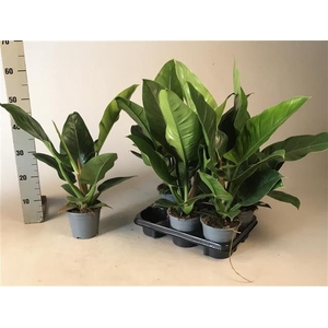 Philodendron Imperial Green 14Ø 60cm