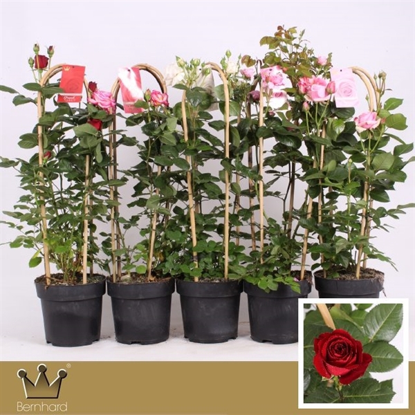 <h4>Select Gardenroses Mixcc P24</h4>