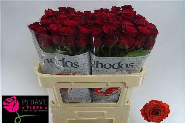 <h4>Rosa la rhodos</h4>